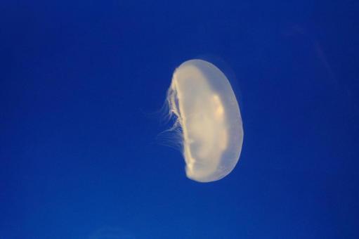 クラゲ 水族館の写真