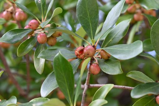 モッコク モッコク,アカミノキ,木の写真素材