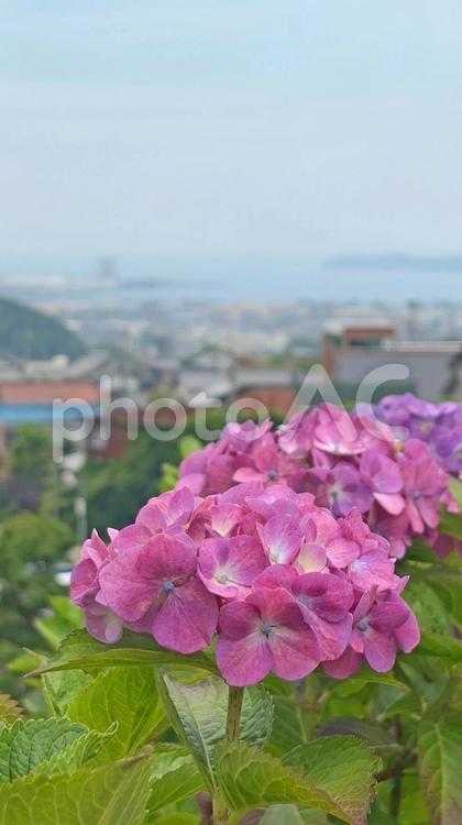紫の紫陽花と蒲郡の街並み 紫陽花,蒲郡,街並みの写真素材
