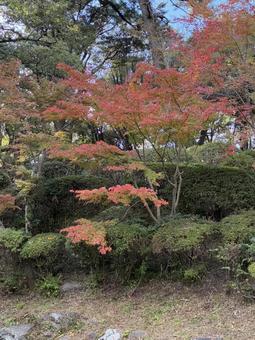 初紅葉 西の丸庭園,紅葉渓庭園,初紅葉の写真素材