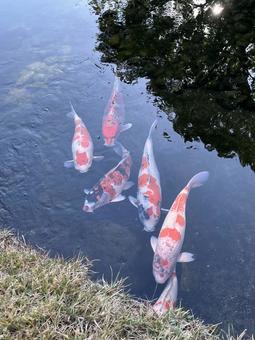 錦鯉 錦鯉,岡山後楽園,観賞魚の写真素材