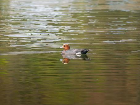 池を泳ぐヒドリガモ 池を泳ぐヒドリガモの写真