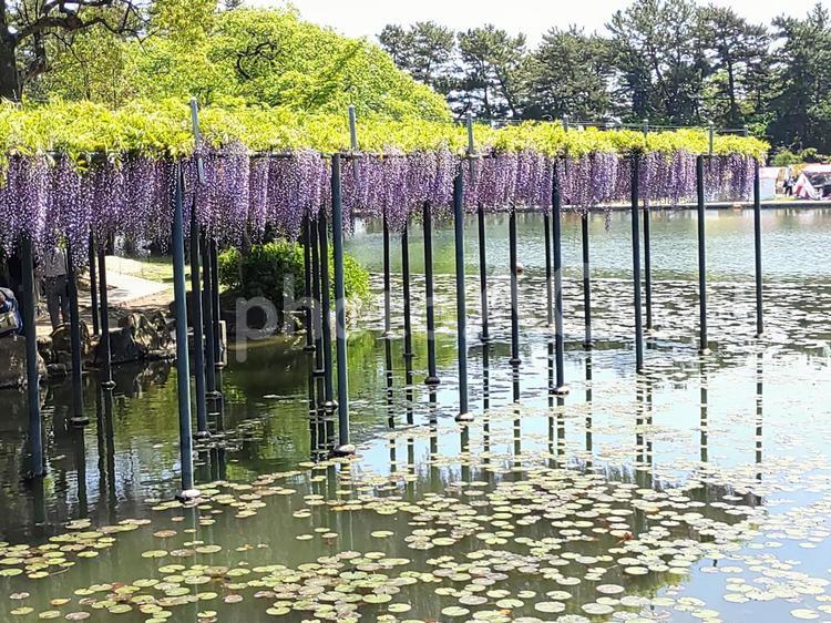 池の上の藤棚1in2025藤祭り12 藤,マメ科,フジ属の写真素材