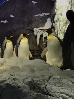 ペンギン ペンギンの写真