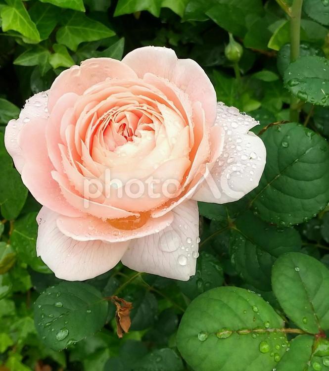 雨上がりの薔薇 薔薇,ローズ,春の花の写真素材