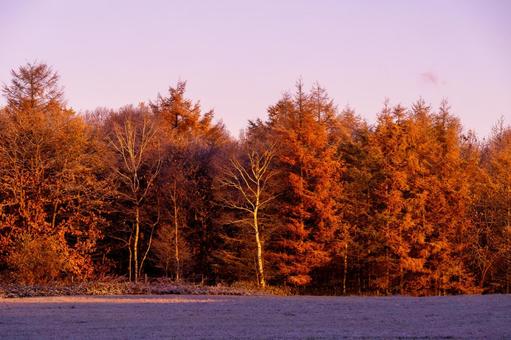 朝日と霜、幻想的に色づく森の木々 紅葉,シラカバ,カラマツの写真素材