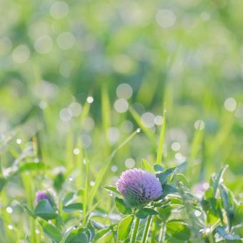 Thistle, JPG Thistle, JPG