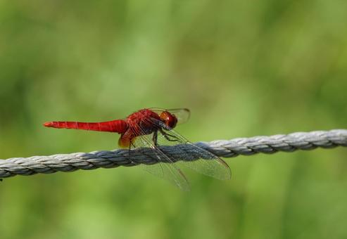 ショウジョウトンボ♂ ショウジョウトンボ♂ ショウジョウトンボ,トンボ,dragonflyの写真素材