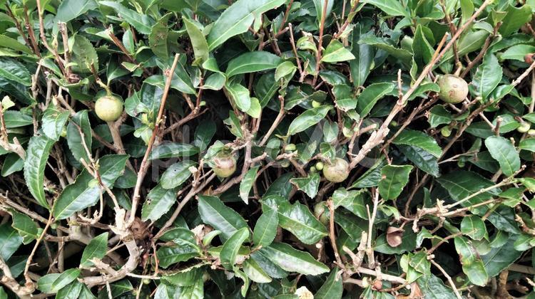 お茶の実 お茶の実,お茶,実の写真素材