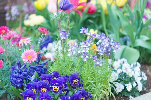 春の花 春の花の写真
