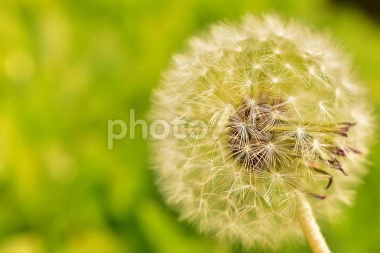 新緑を背景としたタンポポの綿毛 たんぽぽ,綿毛,タンポポの写真素材