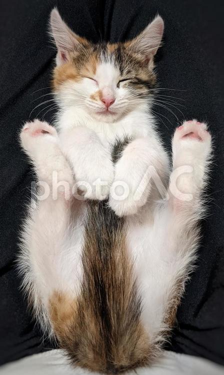くつろぐ生後2ヶ月の子猫 猫,三毛猫,子猫の写真素材