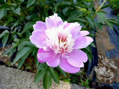 花壇に咲くピンク色のシャクヤクの花 花壇に咲くピンク色のシャクヤクの花の写真