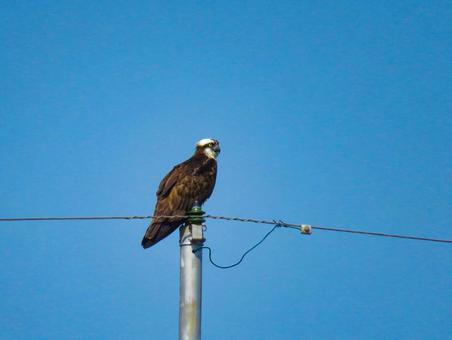 電柱の上に留まるミサゴ 電柱の上に留まるミサゴの写真
