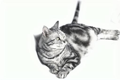 cat, JPG cat, JPG