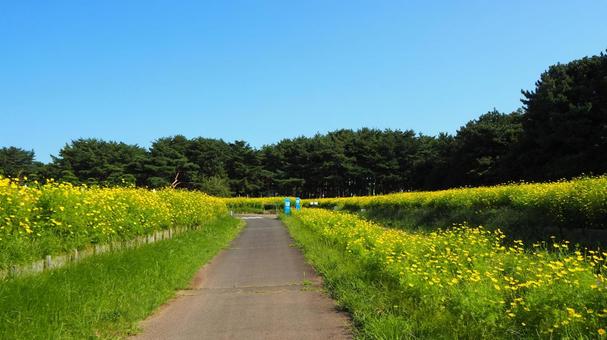 初秋のひたち海浜公園・黄花コスモスの小径 初秋のひたち海浜公園・黄花コスモスの小径 初秋,国営ひたち海浜公園,黄色の写真素材