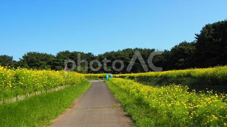 初秋のひたち海浜公園・黄花コスモスの小径 初秋,国営ひたち海浜公園,黄色の写真素材