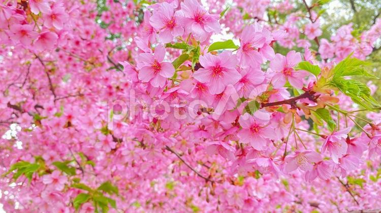 一条戻橋の河津桜 一条戻橋,桜,河津桜の写真素材