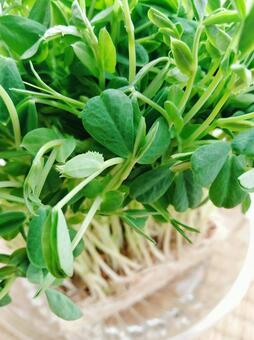 豆苗の葉 豆苗,野菜,グリーンの写真素材