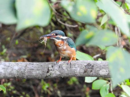 エサの小エビを咥えて枝にとまるカワセミ エサの小エビを咥えて枝にとまるカワセミ カワセミ,鳥,鳥類の写真素材