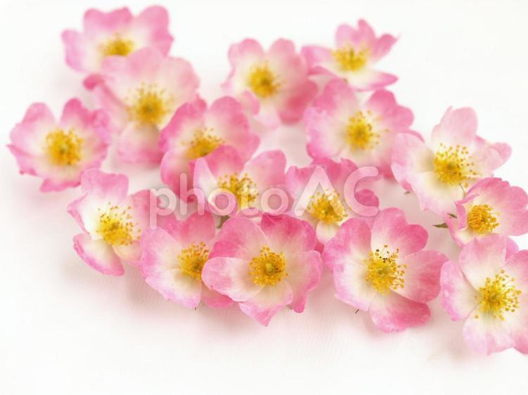 沢山の薔薇の花びら、白背景 ばら,バレリーナ,ピンクの写真素材