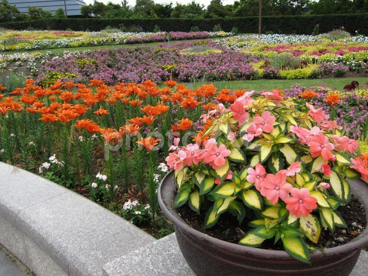 鉢植えと花畑 植物園,花畑,鉢植えの写真素材