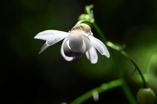 赤城自然園で撮ったレンゲショウマの花 赤城自然園で撮ったレンゲショウマの花の写真