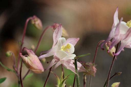 ピンクの花びらのセイヨウオダマキの花 ピンクの花びらのセイヨウオダマキの花 ピンク,花びら,セイヨウオダマキの写真素材