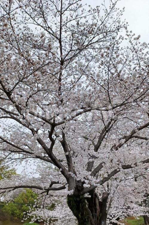 桜の木 桜の木,サクラ,ピンクの写真素材