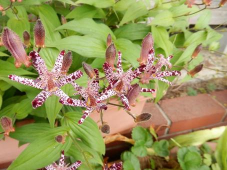 【花の写真】ホトトギス（杜鵑草） ホトトギス,杜鵑草,植物の写真素材