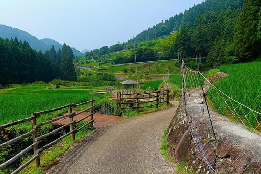 四谷の千枚田⑥ 四谷の千枚田⑥ 棚田,田んぼ,千枚田の写真素材