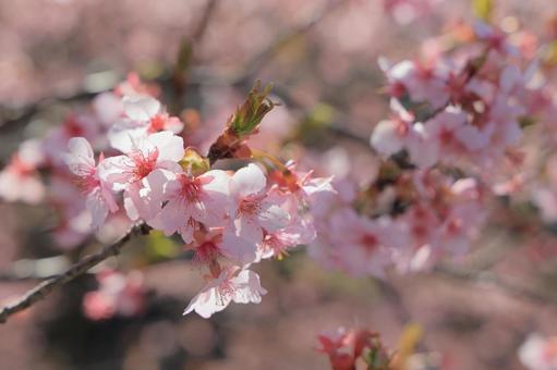 河津桜と青空2023その4 河津桜と青空2023その4の写真