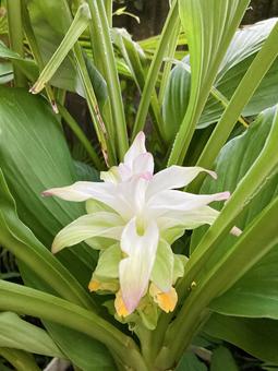 ウコンの花 ウコンの花の写真
