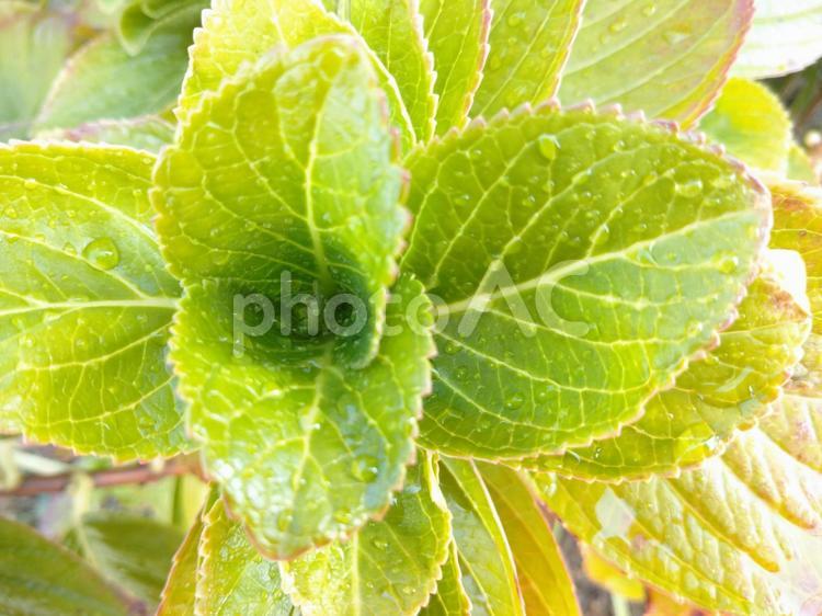 朝露に濡れるあじさいの葉 葉,木々,木の写真素材