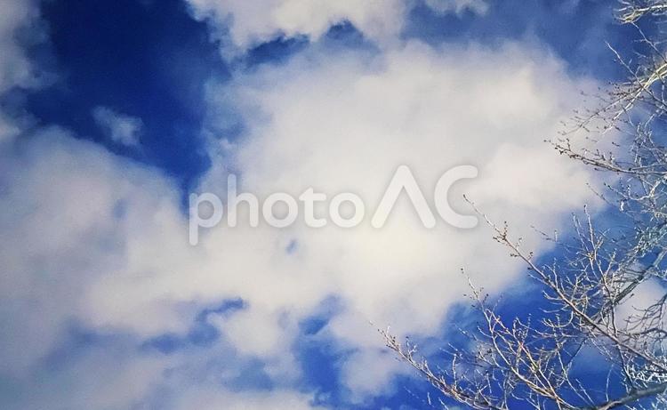 空　晴天　雲　木 自然,空,風景の写真素材