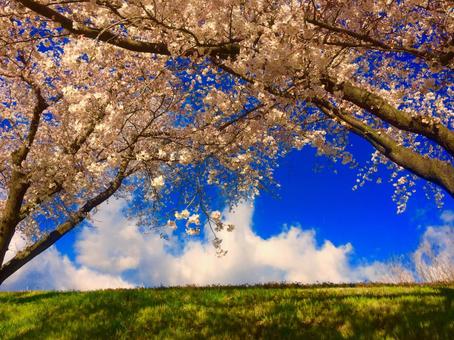 Cherry blossoms and blue sky, wood, landscape, natural, JPG