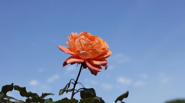 【花の写真】ばらの花 rose,植物,園芸の写真素材