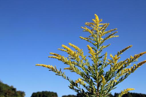 長崎のあぐりの丘のセイタカアワダチソウ 長崎のあぐりの丘のセイタカアワダチソウの写真
