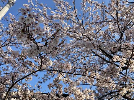 満開の桜 満開の桜の写真