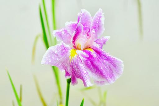 梅雨の雨粒がついたピンクの菖蒲 梅雨の雨粒がついたピンクの菖蒲 菖蒲,ピンク,ピンクの菖蒲の写真素材
