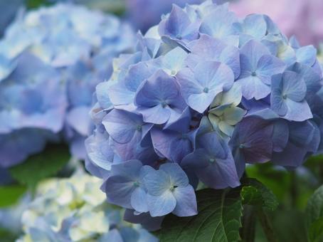 梅雨の季節に咲く青い紫陽花 梅雨の季節に咲く青い紫陽花の写真