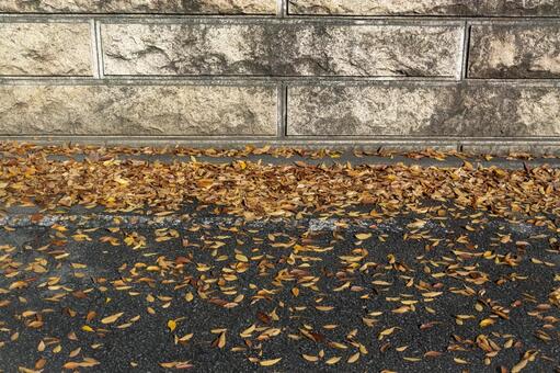 落ち葉 落ち葉,枯葉,11月の写真素材