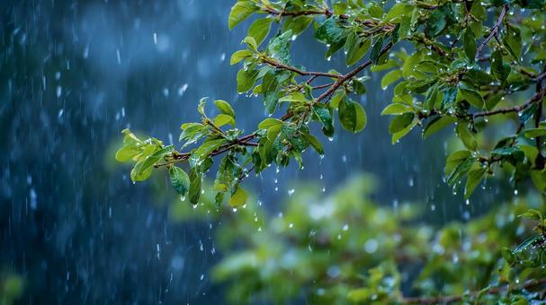 静かな雨と葉の風景 静かな雨と葉の風景の写真