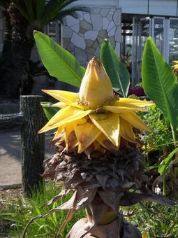 公園の植え込みに立つチユウキンレン 公園の植え込みに立つチユウキンレン チユウキンレン,花,植物の写真素材