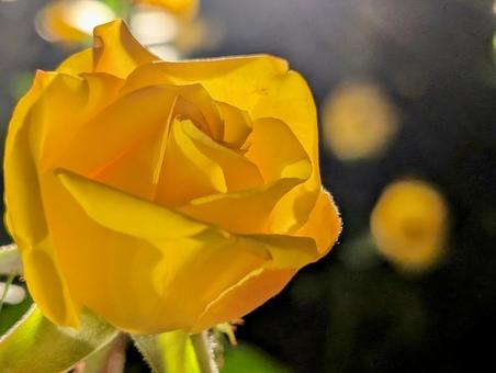 薔薇 薔薇,バラ,イエローの写真素材
