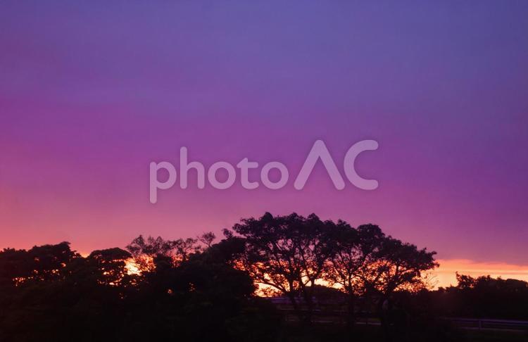 夕焼け　木シルエット 夕焼け,サンセット,紫の写真素材