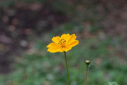鮮やかな黄色いキバナコスモス キバナコスモス,黄色い花,コスモスの写真素材