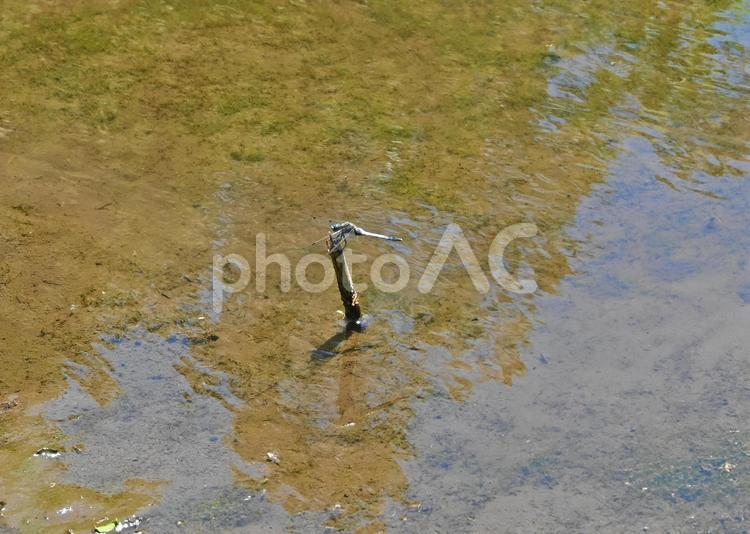 池から出た木の棒に留まるシオカラトンボ シオカラトンボ,昆虫,自然の写真素材