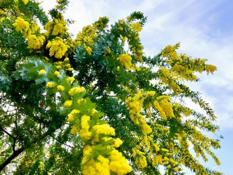 春を告げるミモザの花 ミモザ,花,春の写真素材
