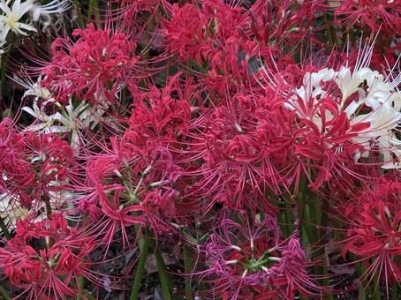 彼岸花 彼岸花 彼岸花,花,赤の写真素材